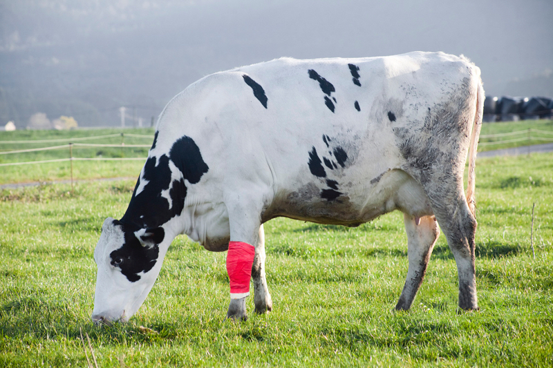 Animal de estimação cavalo cão gato veterinário ferida bandagem elástica coesa fita adesiva autoaderente
